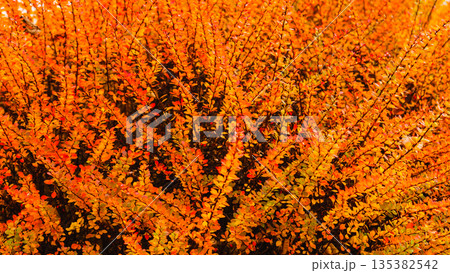 Autumnal boxwood with red leaves. Autumnal boxwood with red leaves. 135382542