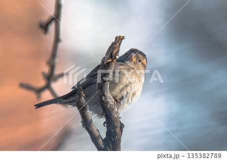 A close-up of a sparrow sitting 135382789