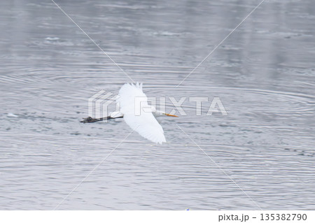 a white heron on the river 135382790