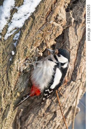 woodpecker close-up woodpecker close-up 135382805