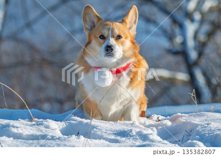 Portrait of a corgi on a frosty winter day 135382807