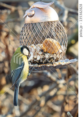 A titmouse flew in to feast on food from a bird feeder A titmouse flew in to feast on food from a bird feeder 135382828
