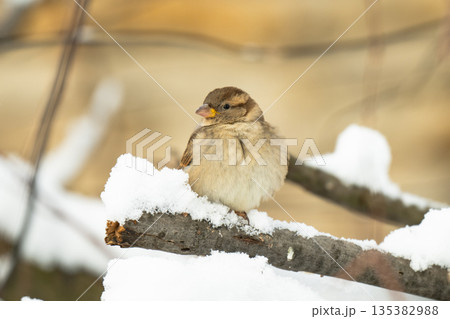 A close-up of a sparrow on a branch 135382988