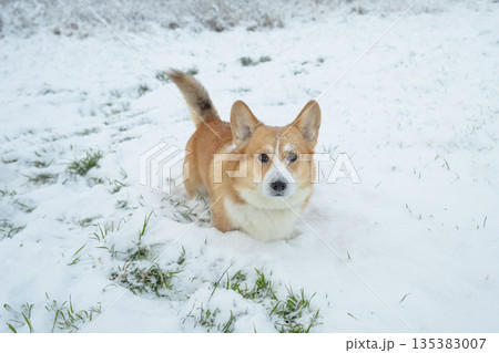 Pembroke corgi on a walk Pembroke corgi on a walk 135383007