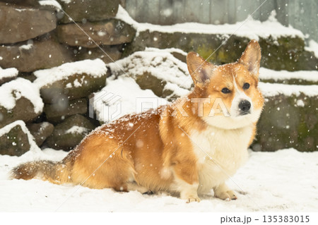 Pembroke corgi on a walk 135383015