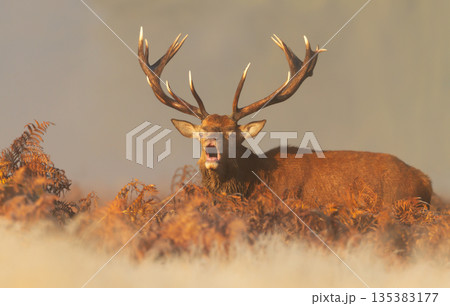 Red deer stag roaring during autumn rut in ferns Red deer stag roaring during autumn rut in ferns 135383177
