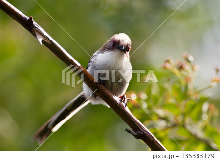 Portrait of Long-tailed tit juvenile perched on a tree branch in spring Portrait of Long-tailed tit juvenile perched on a tree branch in spring 135383179