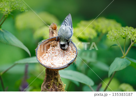 Great tit chick feeding from suet filled coconut bird feeder in garden 135383187
