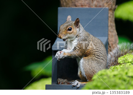 Grey squirrel eating nuts and seeds on a squirrel feeder 135383189
