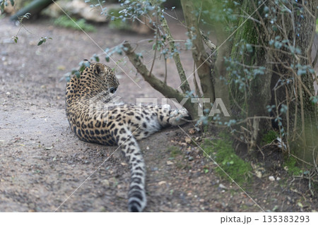 Resting leopard looking over its shoulder in natural setting Resting leopard looking over its shoulder in natural setting 135383293