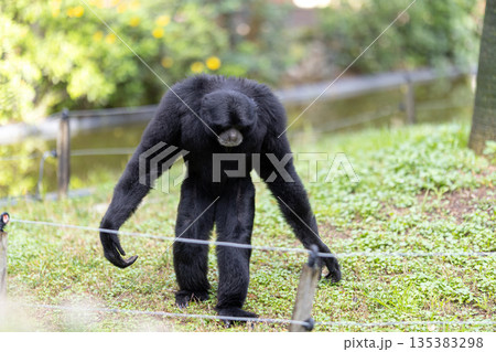 Siamang gibbon exploring green habitat on all fours 135383298