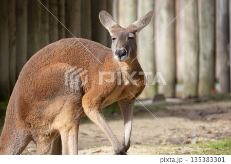 Red kangaroo standing at zoo habitat looking at camera 135383301