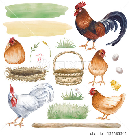 A set of poultry, chickens, lawns, eggs and a basket with a nest on an isolated background.. Watercolor illustration of a poultry yard. Realistic clipart for the design of farm products and rural A set of poultry, chickens, lawns, eggs and a basket with a nest on an isolated background.. Watercolor illustration of a poultry yard. Realistic clipart for the design of farm products and rural 135383342