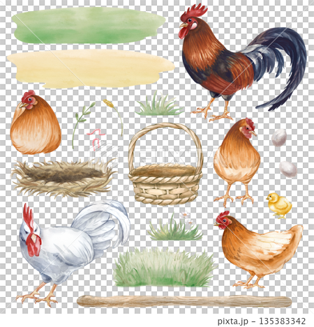 A set of poultry, chickens, lawns, eggs and a basket with a nest on an isolated background.. Watercolor illustration of a poultry yard. Realistic clipart for the design of farm products and rural 135383342