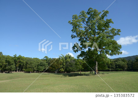 奈良公園 芝生の広場 奈良市 奈良公園 芝生の広場 奈良市 135383572