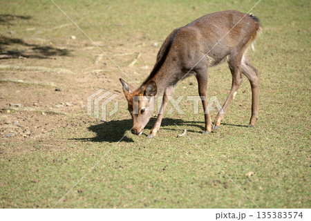 奈良公園 子鹿 奈良市 奈良公園 子鹿 奈良市 135383574