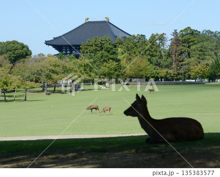 奈良公園 鹿と大仏殿 奈良市 奈良公園 鹿と大仏殿 奈良市 135383577
