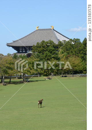 奈良公園 鹿と大仏殿 奈良市 奈良公園 鹿と大仏殿 奈良市 135383578