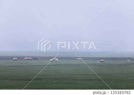 Sheep graze quietly on a fog covered pasture, their woolly forms softened by mist, evoking rural calm and seasonal stillness. Sheep graze quietly on a fog covered pasture, their woolly forms softened by mist, evoking rural calm and seasonal stillness. 135383762