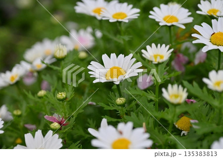 クリサンセマム　カンシロギク　ノースポール（寒白菊：Chrysanthemum） 135383813