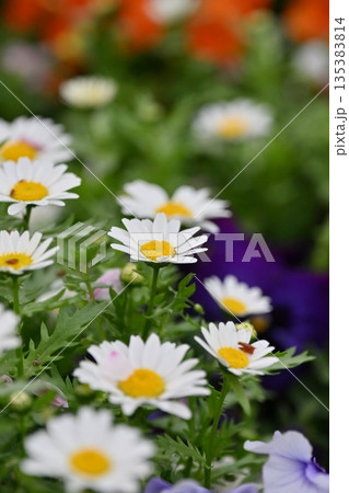 クリサンセマム　カンシロギク　ノースポール（寒白菊：Chrysanthemum） 135383814