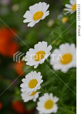 クリサンセマム　カンシロギク　ノースポール（寒白菊：Chrysanthemum） 135383815