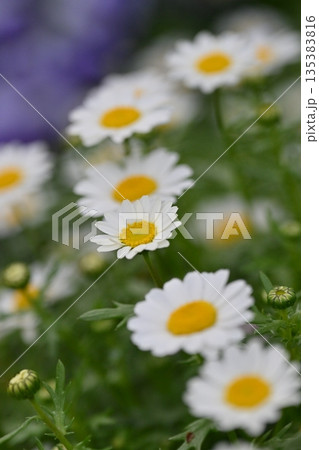 クリサンセマム　カンシロギク　ノースポール（寒白菊：Chrysanthemum） 135383816