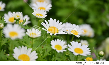 クリサンセマム　カンシロギク　ノースポール（寒白菊：Chrysanthemum） 135383818