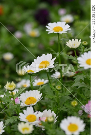 クリサンセマム　カンシロギク　ノースポール（寒白菊：Chrysanthemum） 135383820