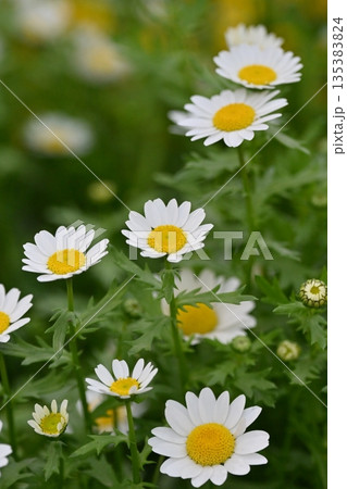 クリサンセマム　カンシロギク　ノースポール（寒白菊：Chrysanthemum） 135383824