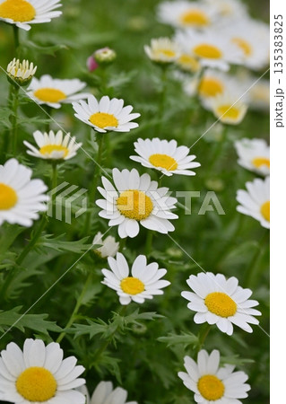 クリサンセマム　カンシロギク　ノースポール（寒白菊：Chrysanthemum） 135383825