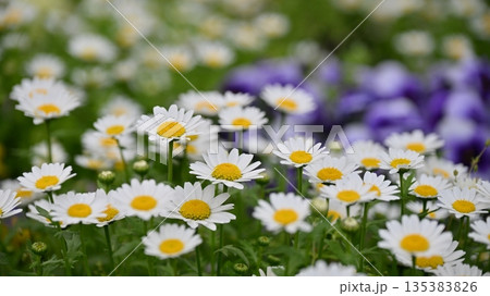 クリサンセマム カンシロギク ノースポール(寒白菊:Chrysanthemum) クリサンセマム カンシロギク ノースポール(寒白菊:Chrysanthemum) 135383826