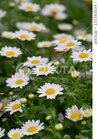 クリサンセマム カンシロギク ノースポール(寒白菊:Chrysanthemum) クリサンセマム カンシロギク ノースポール(寒白菊:Chrysanthemum) 135383834