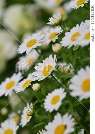 クリサンセマム カンシロギク ノースポール(寒白菊:Chrysanthemum) クリサンセマム カンシロギク ノースポール(寒白菊:Chrysanthemum) 135383836