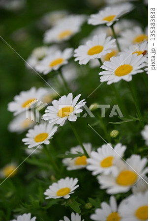 クリサンセマム　カンシロギク　ノースポール（寒白菊：Chrysanthemum） 135383838