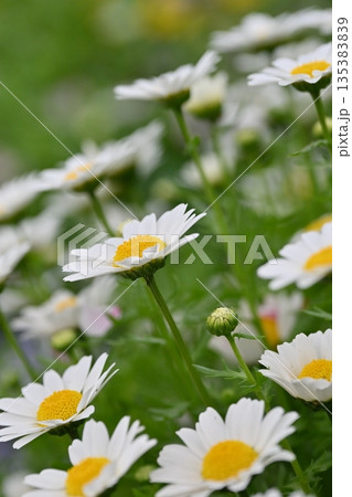 クリサンセマム　カンシロギク　ノースポール（寒白菊：Chrysanthemum） 135383839