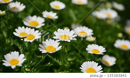クリサンセマム　カンシロギク　ノースポール（寒白菊：Chrysanthemum） 135383841