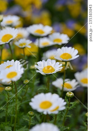 クリサンセマム　カンシロギク　ノースポール（寒白菊：Chrysanthemum） 135383843