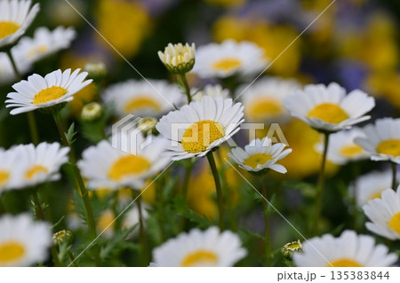 クリサンセマム　カンシロギク　ノースポール（寒白菊：Chrysanthemum） 135383844