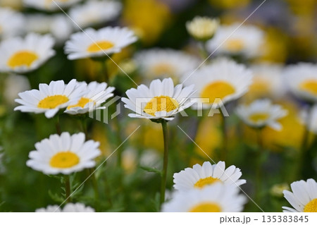 クリサンセマム カンシロギク ノースポール(寒白菊:Chrysanthemum) クリサンセマム カンシロギク ノースポール(寒白菊:Chrysanthemum) 135383845