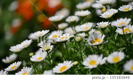 クリサンセマム　カンシロギク　ノースポール（寒白菊：Chrysanthemum） 135383849