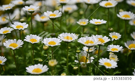クリサンセマム　カンシロギク　ノースポール（寒白菊：Chrysanthemum） 135383850