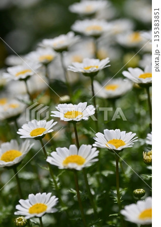 クリサンセマム　カンシロギク　ノースポール（寒白菊：Chrysanthemum） 135383851