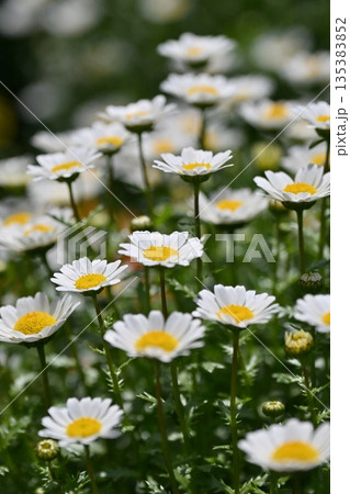 クリサンセマム カンシロギク ノースポール(寒白菊:Chrysanthemum) クリサンセマム カンシロギク ノースポール(寒白菊:Chrysanthemum) 135383852