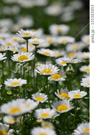 クリサンセマム　カンシロギク　ノースポール（寒白菊：Chrysanthemum） 135383853