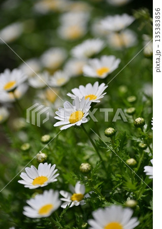 クリサンセマム　カンシロギク　ノースポール（寒白菊：Chrysanthemum） 135383856