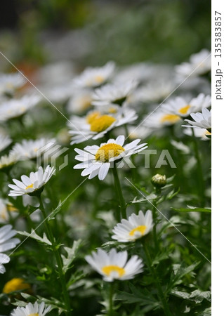 クリサンセマム　カンシロギク　ノースポール（寒白菊：Chrysanthemum） 135383857
