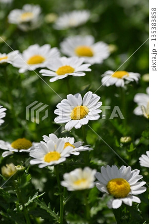 クリサンセマム　カンシロギク　ノースポール（寒白菊：Chrysanthemum） 135383858