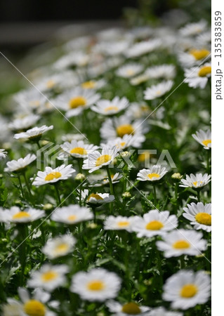 クリサンセマム カンシロギク ノースポール(寒白菊:Chrysanthemum) クリサンセマム カンシロギク ノースポール(寒白菊:Chrysanthemum) 135383859