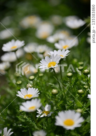 クリサンセマム　カンシロギク　ノースポール（寒白菊：Chrysanthemum） 135383860